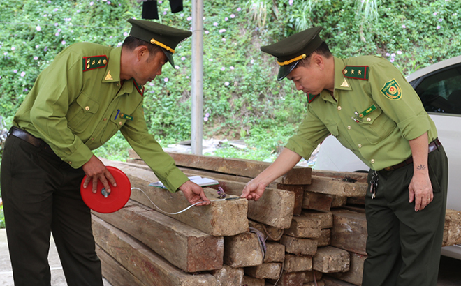Anh Sùng A Rùa (trái) cùng đồng nghiệp kiểm đếm lâm sản tịch thu được do khai thác trái phép trên địa bàn.