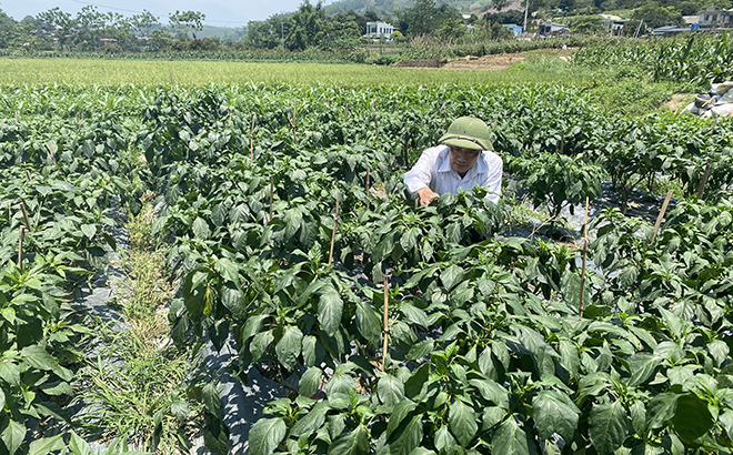 Ông Bùi Song Hỷ ở thị trấn Sơn Thịnh kiểm tra, chăm sóc ruộng ớt xuất khẩu của gia đình.