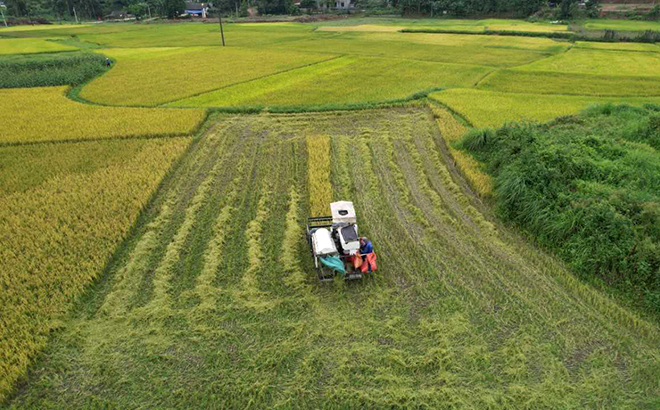 Nông dân Trấn Yên sử dụng máy gặt đập liên hoàn để đẩy nhanh tốc độ  thu hoạch vụ Đông Xuân.
