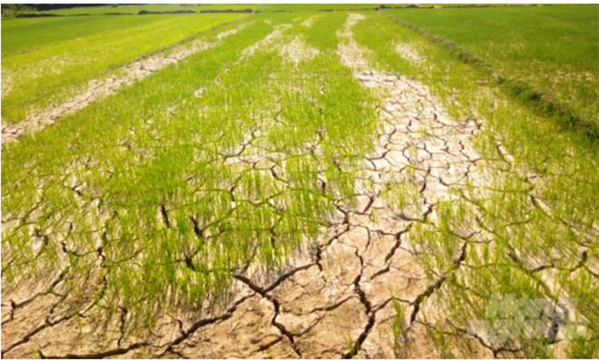 Bộ Nông nghiệp và Phát triển nông thôn đề nghị tổ chức các giải pháp ứng phó với nguy cơ hạn hán, thiếu nước, xâm nhập mặn