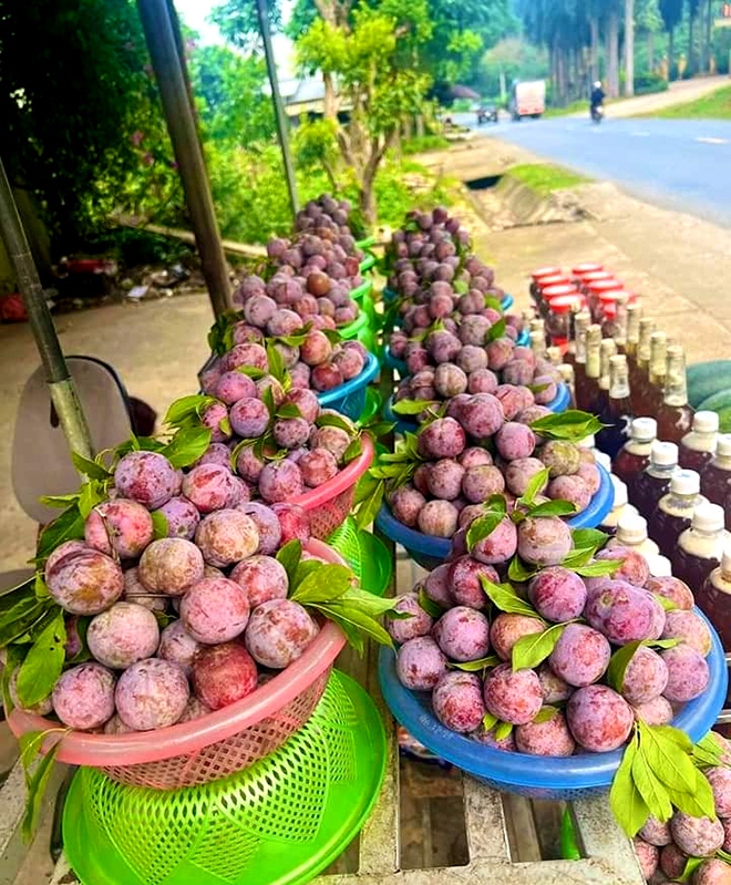 Dọc Quốc lộ 32 từ huyện Văn Chấn đi thị xã Nghĩa Lộ cơ man là mận. Những quả mận còn nguyên phấn trắng, được xếp đầy trong từng chiếc rổ thu hút bất kỳ ai đi qua. (Ảnh: FB Bản tin Văn Chấn)
