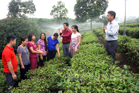 Lãnh đạo Trung tâm Khuyến nông tỉnh và Trạm Khuyến nông huyện Trấn Yên trao đổi với khuyến nông viên cơ sở tại mô hình ứng dụng hệ thống tưới phun mưa cho cây chè Bát Tiên của xã Báo Đáp.