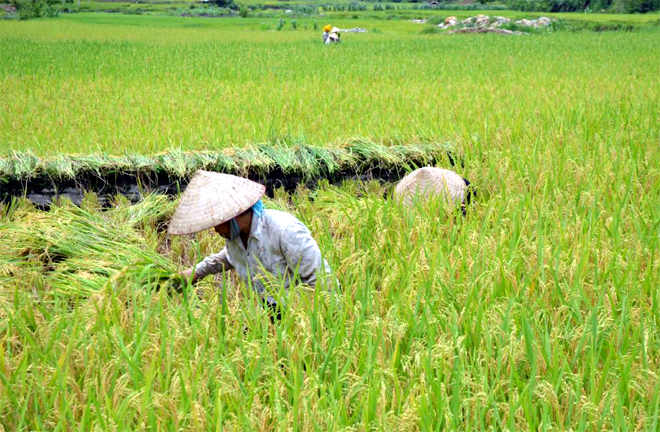 Nông dân xã Hát Lừu, huyện Trạm Tấu thu hoạch lúa đông xuân.