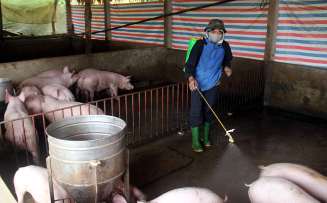 Người dân cần chủ động nắm bắt tình hình dịch tả lợn châu Phi và tích cực  phun tiêu độc khử trùng chuồng trại để phòng chống dịch bệnh