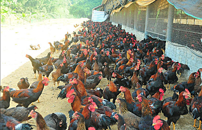 Mô hình chăn nuôi gà thả vườn của gia đình chị Hoàng Thị Thúy thôn Hiển Dương, xã Cường Thịnh, huyện Trấn Yên.