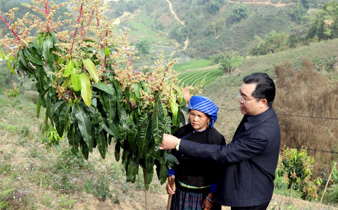 Bí thư Huyện ủy Mù Cang Chải Nông Việt Yên kiểm tra mô hình trồng xoài tại xã Lao Chải.