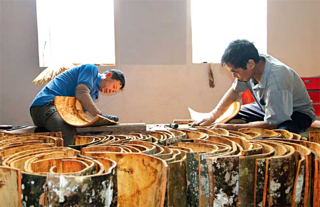 Van Yen cinnamon is one of the three products granted with geographical indications in Yen Bai province. Photo: Processing cinnamon bark.