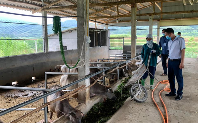 Lãnh đạo Phòng Nông nghiệp và Phát triển nông thôn huyện Văn Yên kiểm tra mô hình chăn nuôi trâu bán công nghiệp tại xã Tân Hợp.