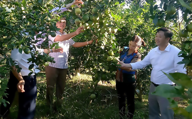 Những mô hình trồng cây ăn quả có múi mang lại hiệu quả kinh tế cao cho người dân xã Hồng Ca, huyện Trấn Yên.