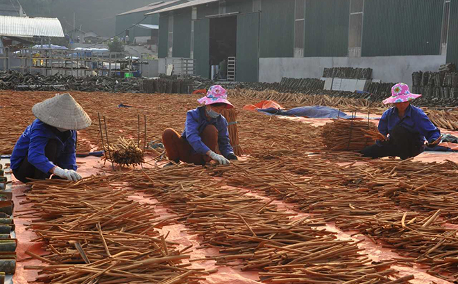 Sơ chế sản phẩm quế sạch ở Hợp tác xã Sản xuất Quế hồi Đào Thịnh, huyện Trấn Yên.