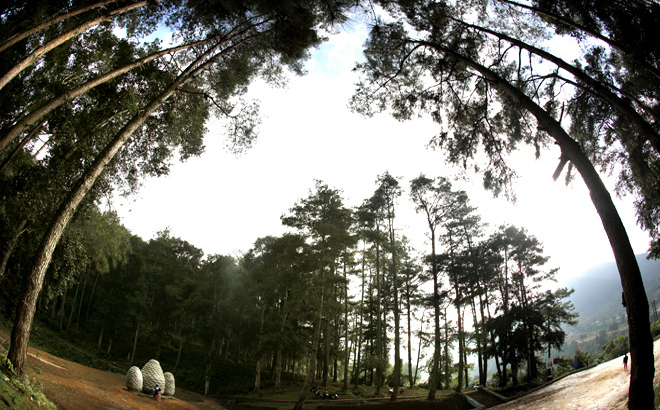 Pine Hill - one of the destinations for camping in Tram Tau district