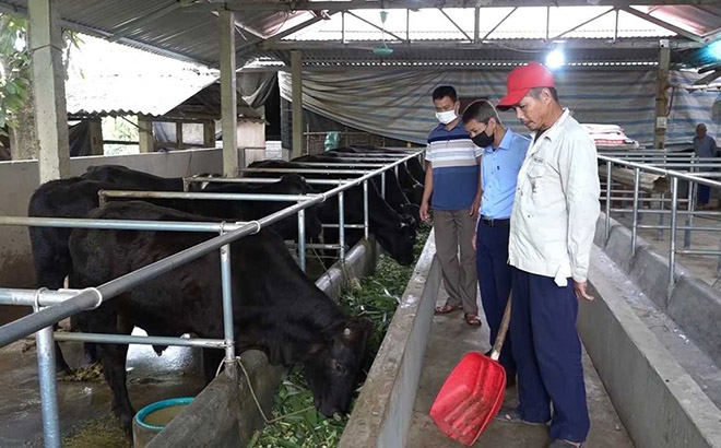 Cán bộ xã Xuân Ái, huyện Văn Yên kiểm tra mô hình chăn nuôi bò hàng hóa theo Nghị quyết 69 của HĐND tỉnh.