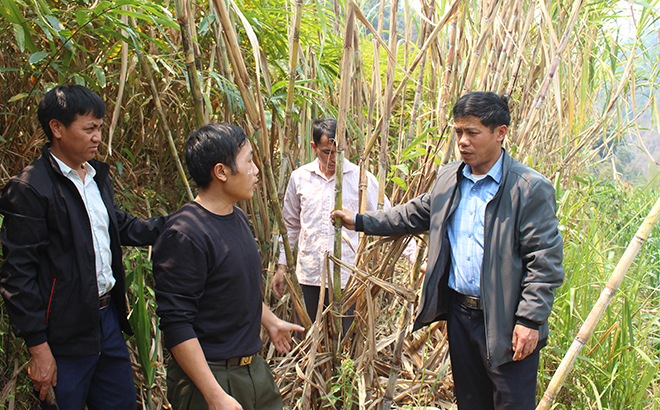 Người dân xã Hồ Bốn, huyện Mù Cang Chải kiểm tra chất lượng mía trước khi thu hoạch.
