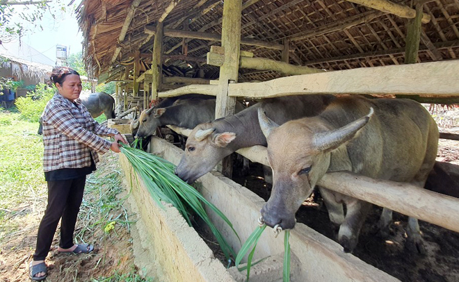 Nhờ vốn vay ưu đãi, nhiều hộ dân ở xã Mông Sơn, huyện Yên Bình đầu tư nuôi trâu bán chăn thả, nâng cao thu nhập.