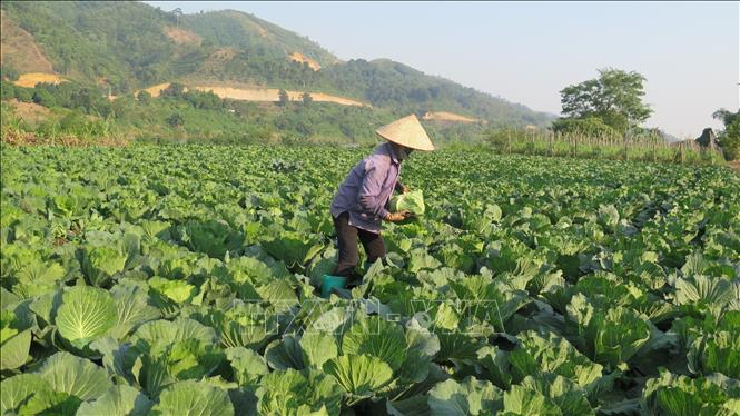 Nông dân thôn Giao Ngay, xã Thống Nhất, thành phố Lào Cai thu hoạch cây trồng vụ đông. Ảnh (tư liệu) minh họa