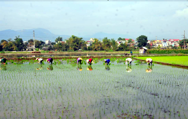 Tranh thủ thời tiết thuận lợi, người dân Lục Yên đang tập trung gieo cấy lúa mùa.