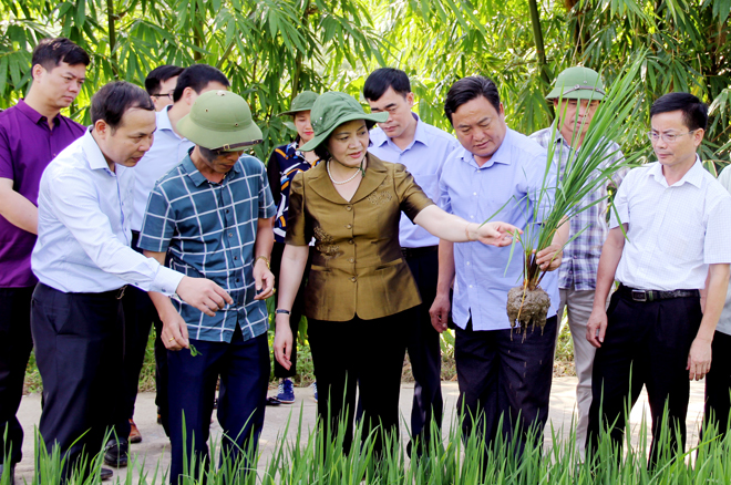 Đồng chí Bí Thư Tỉnh ủy, Chủ tịch HĐND tỉnh Phạm Thị Thanh Trà cùng các đồng chí lãnh đạo huyện Trạm Tấu kiểm tra mô hình trồng lúa nếp 87 tại xã Hát Lừu