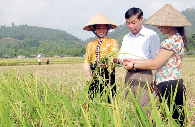 Đồng chí Chu Quốc Tuấn - Phó Chủ tịch UBND thị xã Nghĩa Lộ trao đổi với người dân về chăm sóc, thâm canh giống lúa Séng cù trên cánh đồng Mường Lò.