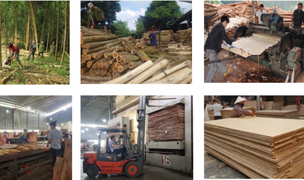 Ngành gỗ dán Việt Nam đang phải đối mặt với nhiều khó khăn thách thức từ các vụ kiện gian lận thương mại từ các thị trường xuất khẩu lớn. (Ảnh minh họa: KT)