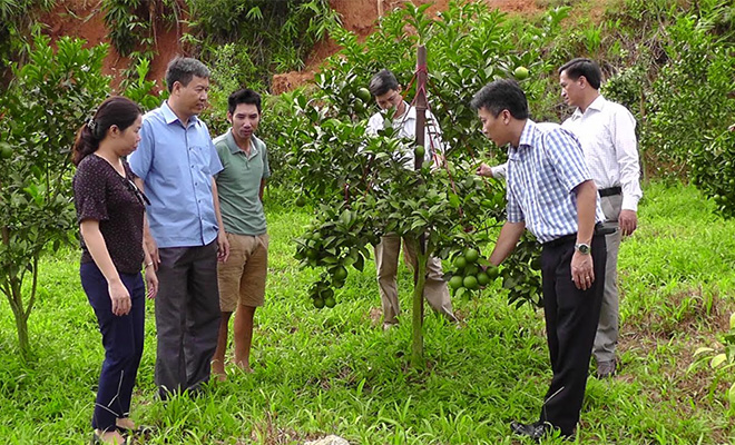 Huyện Trấn Yên đang tập trung phát triển vùng cây ăn quả và hiện có trên 762 ha, mang lại hiệu quả kinh tế cao.
