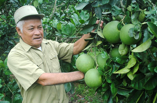 Thương binh hạng 2/4 Nguyễn Văn Thành chăm sóc vườn cây ăn quả.