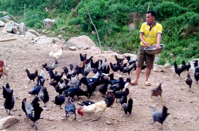Mô hình nuôi gà đen đem lại hiệu quả kinh tế cao của Mùa A Dơ.