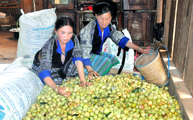 Mong ethnic people in Mu Cang Chai classify “son tra”.