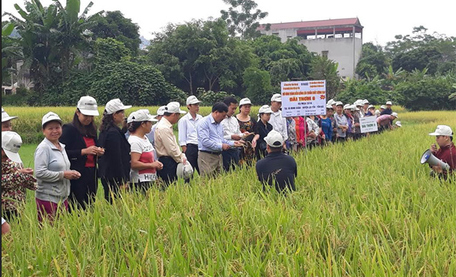 Mô hình trình diễn giống lúa thuần chất lượng cao do Sở Nông nghiệp và Phát triển nông thôn cùng UBND huyện Lục Yên phối hợp tổ chức tại xã Minh Xuân thu hút đông đảo nhân dân tham gia.