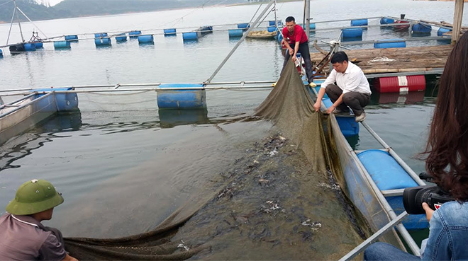 A fish cage farming model of Le Van Thu’s family in Ma village, Vinh Kien commune of Yen Binh district
