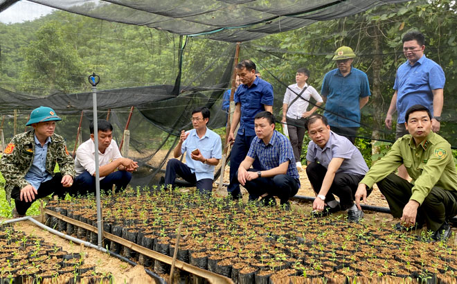 Leaders of Yen Binh district visit a nursery of Tan Thanh An Construction and Trade Company.