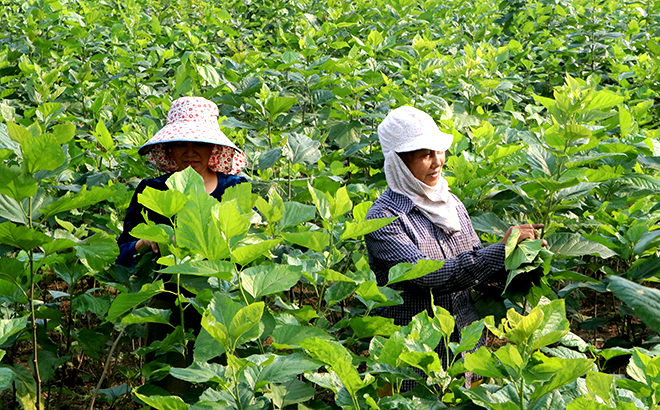 Huyện Trấn Yên tiếp tục mở rộng diện tích trồng dâu đến năm 2025 lên 1.000 ha.