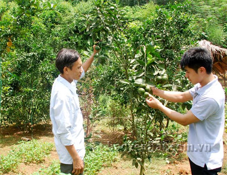Đảng viên trẻ Hoàng Văn Sách có thu nhập trên 90 triệu đồng/năm nhờ trồng rừng và cây ăn quả.
