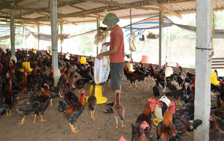Trang trại chăn nuôi gà Minh Dư của anh Phạm Văn San, thôn 11, quy mô 12 nghìn con.