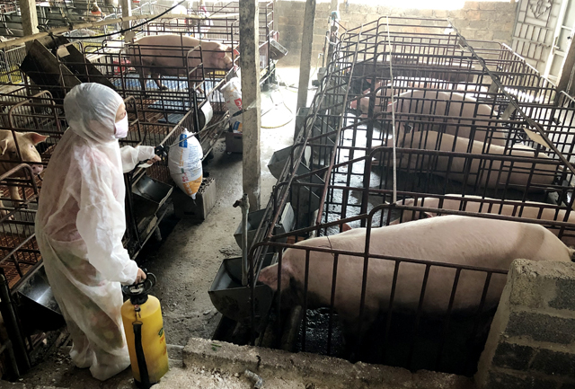 Các hộ chăn nuôi lớn chủ động bảo vệ đàn lợn của mình bằng cách tăng liều lượng và thời gian phun thuốc tiêu độc khử trùng khu vực chăn nuôi.
