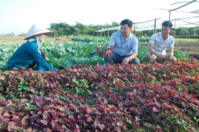 Hợp tác sản xuất rau an toàn tại xã Văn Phú, thành phố Yên Bái mang lại hiệu quả kinh tế cao.