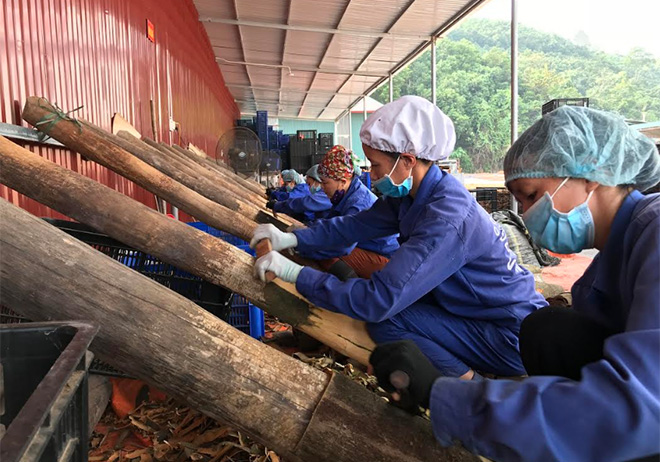 Chế biến các sản phẩm quế vỏ tại Hợp Tác xã Quế hồi xã Đào Thịnh, huyện Trấn Yên.