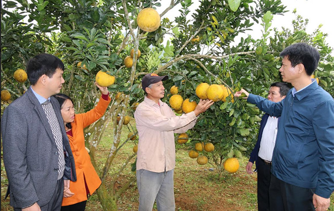 Lãnh đạo huyện Trấn Yên kiểm tra thực tế tại một địa phương phát triển mạnh cây ăn quả có múi.