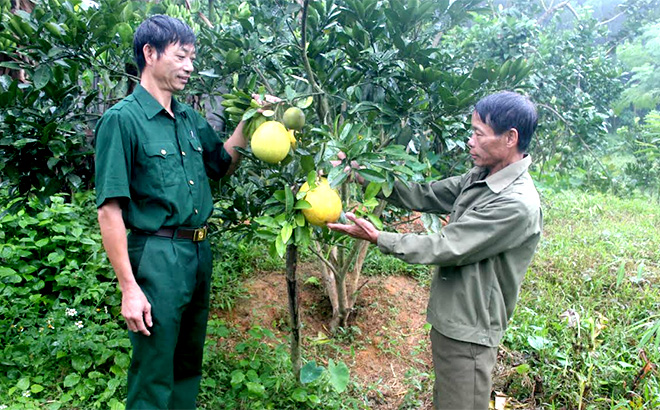 Hội viên cựu chiến binh xã Đại Đồng trồng bưởi da xanh cho thu nhập gần 100 triệu đồng/năm.