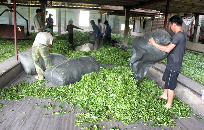 Hợp tác xã Kiến Thuận thu mua chè nguyên liệu cho người dân.