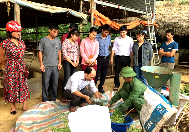 Cán bộ khuyến nông hướng dẫn bà con phối trộn thức ăn nuôi vỗ béo bò thịt tại xã Cảm Nhân, huyện Yên Bình.