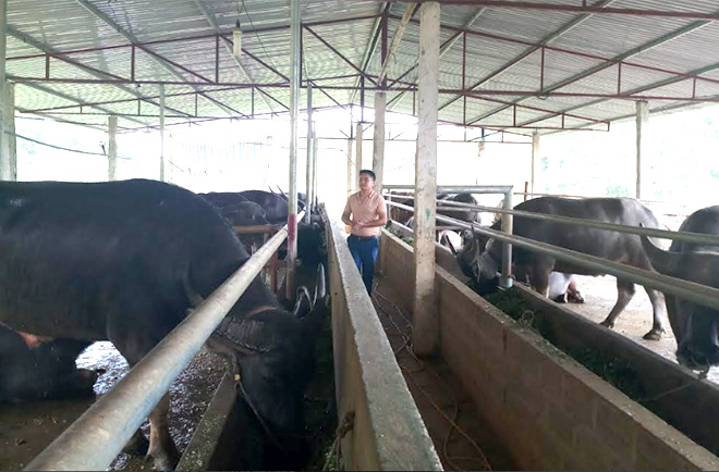 Mô hình chăn nuôi trâu bò vỗ béo cho hiệu quả kinh tế cao của HTX Dịch vụ tổng hợp Thiên An.