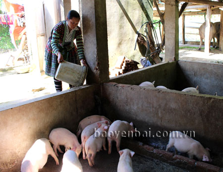 Một mô hình chăn nuôi cùng sở thích ở huyện Trạm Tấu đang phát huy hiệu quả.
