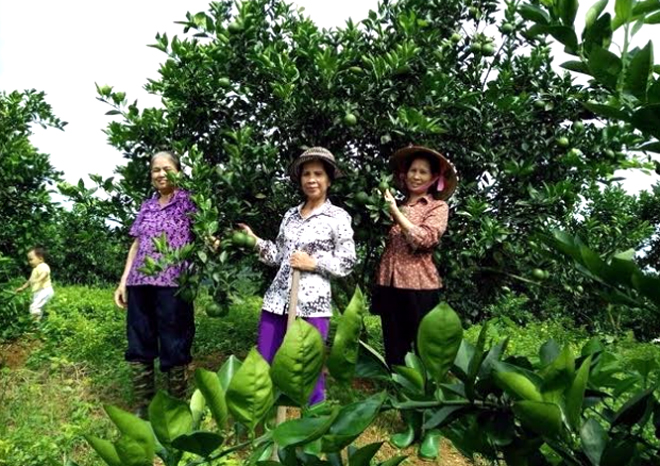 Hội viên phụ nữ huyện Văn Chấn vay vốn chính sách để trồng cây ăn quả đã mang lại hiệu quả kinh tế cao.
