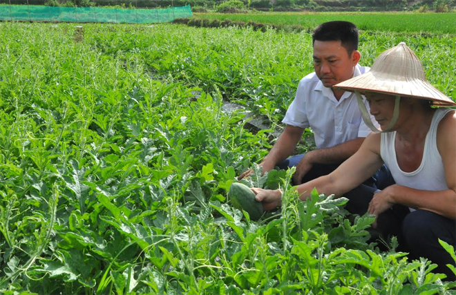 Vườn dưa hấu đang cho thu hoạch của gia đình ông Dương Đình Long, thôn Trung Tâm, xã An Bình.