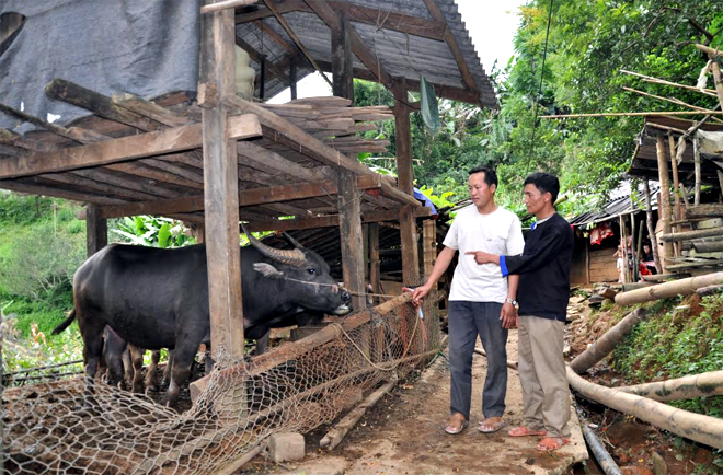 Bí thư Chi bộ thôn Nà Háng, xã Mồ Dề - Sùng A Lử (bên phải) kiểm tra khu vực chuồng trại chăn nuôi gia súc của bà con.