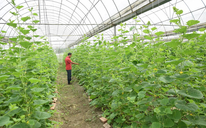 Mô hình trồng dưa lê Hàn Quốc trong nhà kính áp dụng công nghệ cao của anh Lục Vân Anh ở thị trấn Yên Thế, huyện Lục Yên cho thu nhập cao.