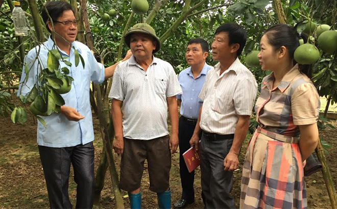 Lãnh đạo Ban Dân vận Thị ủy Nghĩa Lộ thăm mô hình trồng bưởi Diễn của ông Đặng Văn Chung, thôn Bản Chanh, xã Phù Nham.