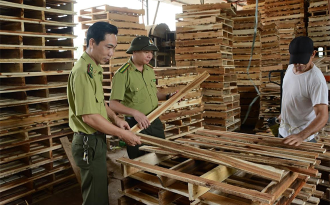 Checking the quality of processed timber in order to ensure export standards.
