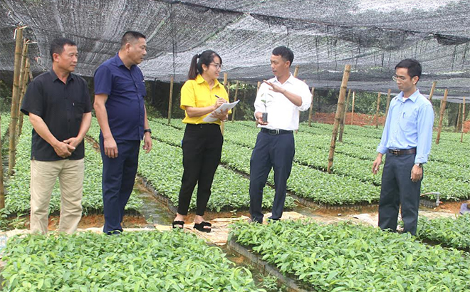 Tổ hợp tác ươm cây giống của một số hộ trong thôn Trấn Ninh cho hiệu quả kinh tế cao.