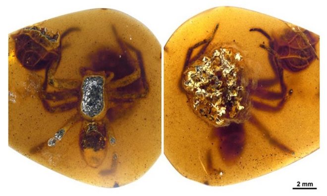 Khối hổ phách chứa nhện mẹ và bọc trứng đang nở. Ảnh: Xiangbo Guo, Paul Selden & Dong Ren.